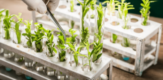 Essentially Biological Processes for Production of Plants